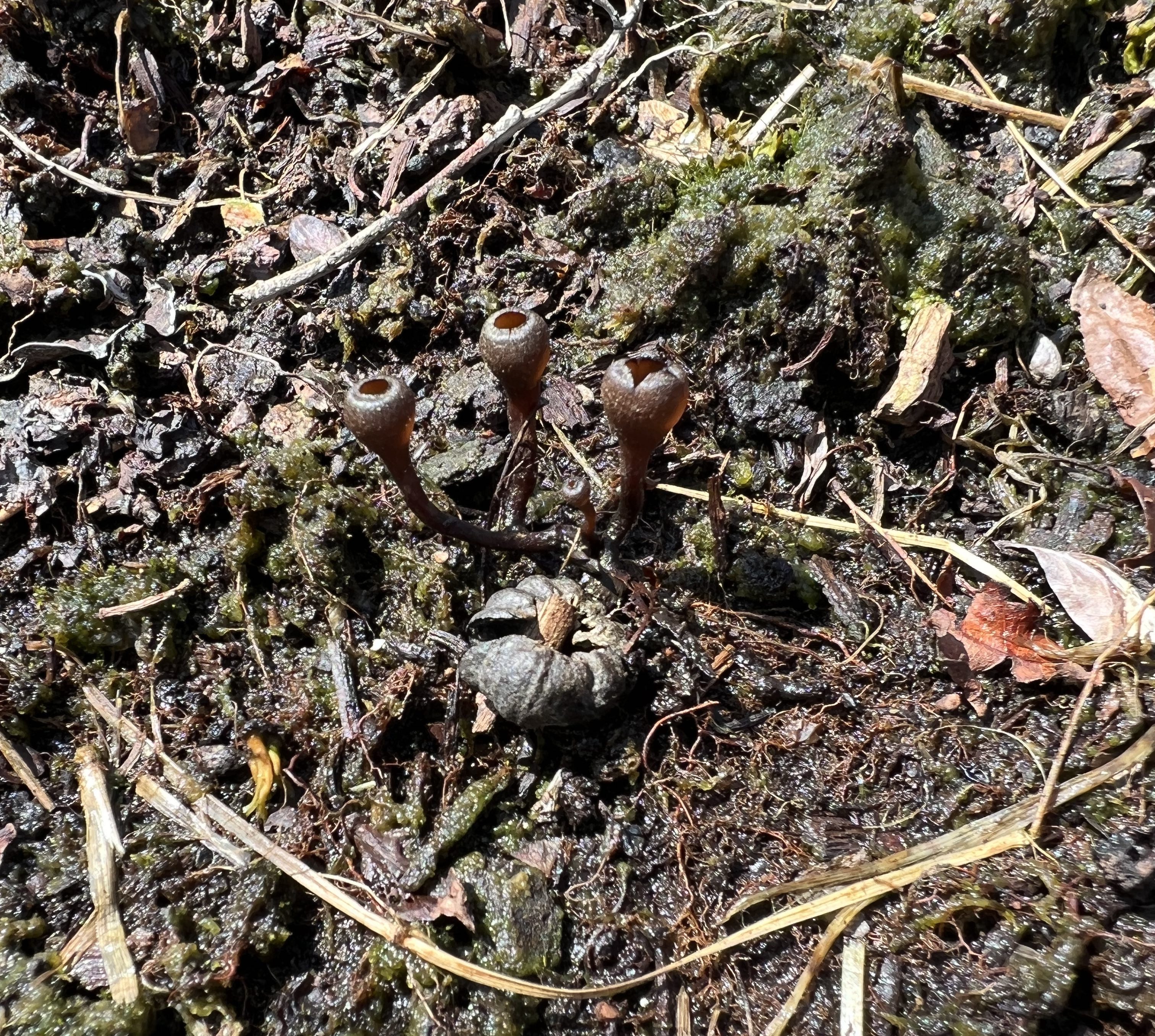 Mummy berry apothecia.